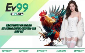 Cách Nuôi Gà Đá Bo - Kỹ Năng Được Chuyên Gia Bật Mí