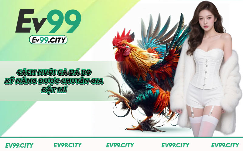 Cách Nuôi Gà Đá Bo - Kỹ Năng Được Chuyên Gia Bật Mí