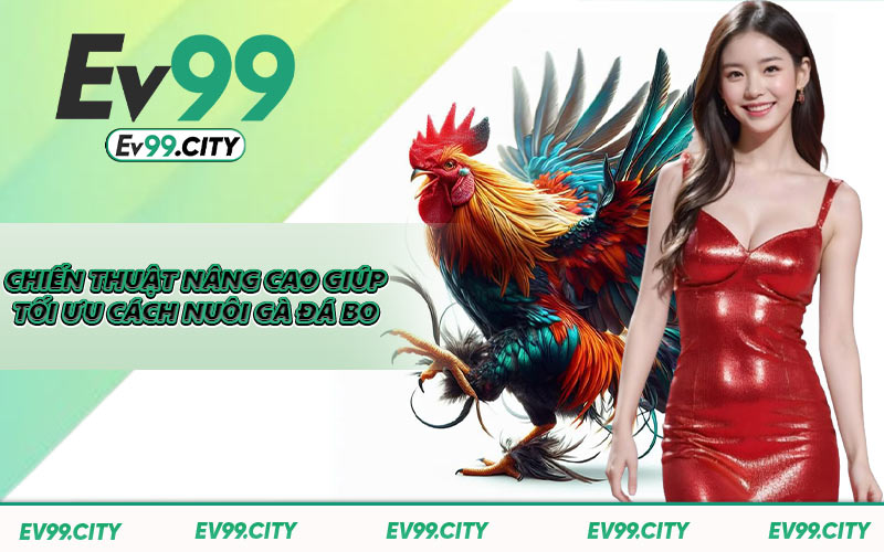 Chiến thuật nâng cao giúp tối ưu cách nuôi gà đá bo